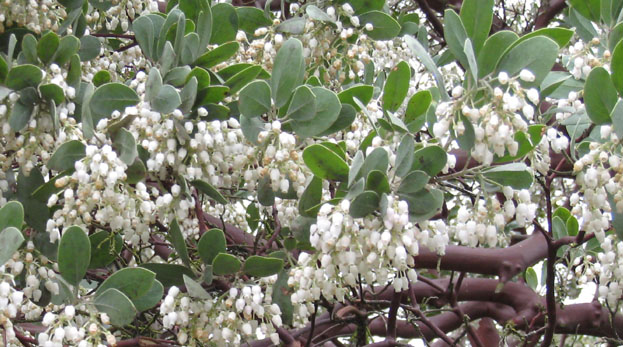 Manzanita close-up photo