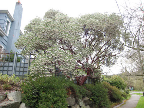 huge Manzanita tree in Montlake