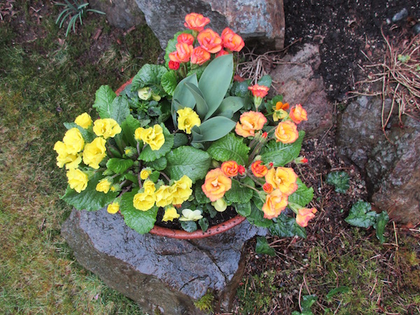 Spring flowers planted for a client