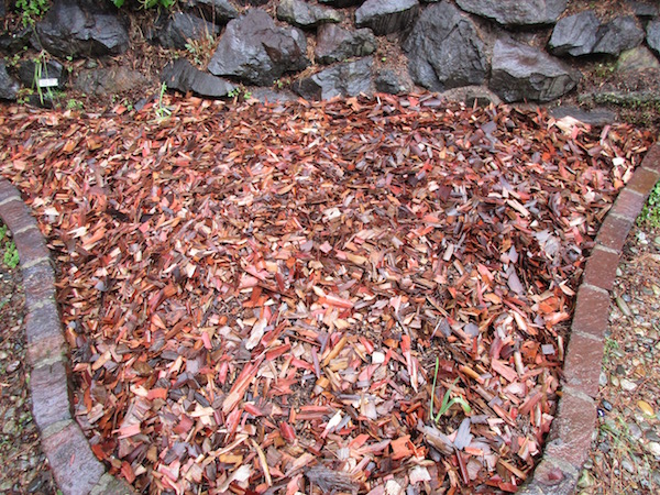 Planted potatoes mulched with eucalyptus bark