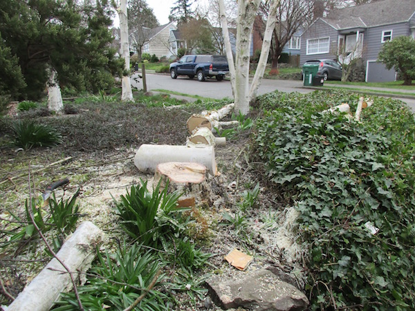 Birch felled for a client due to Bronze Birch Borer