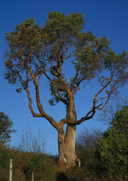 giant madrona