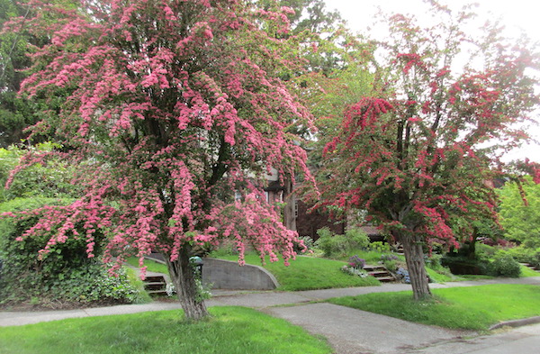 Two Pink Hawthorn trees