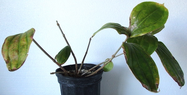 Medinilla Cumingii