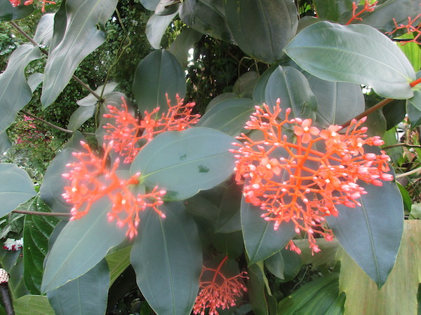 Medinilla Scortechinii