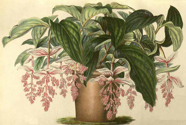 <i>Medinilla magnifica</i> 