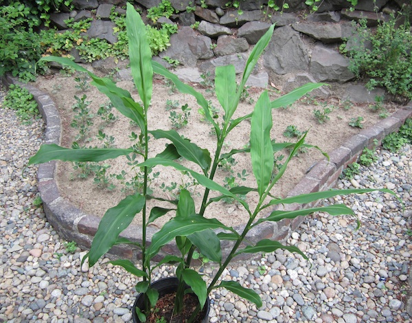 Japanese Ginger in a pot