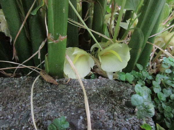 Japanese Ginger flowers