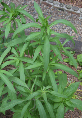 Lemon Monarda