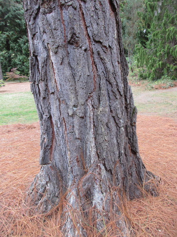 bark of Montezuma Pine in 2021