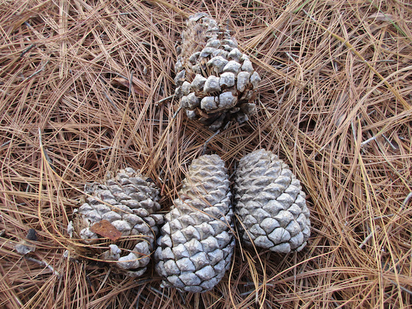 cones of Montezuma Pine in 2021