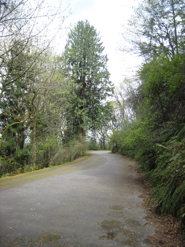 An old-growth Western Red Cedar <i>(Thuja plicata)</i> in Interlaken Park.