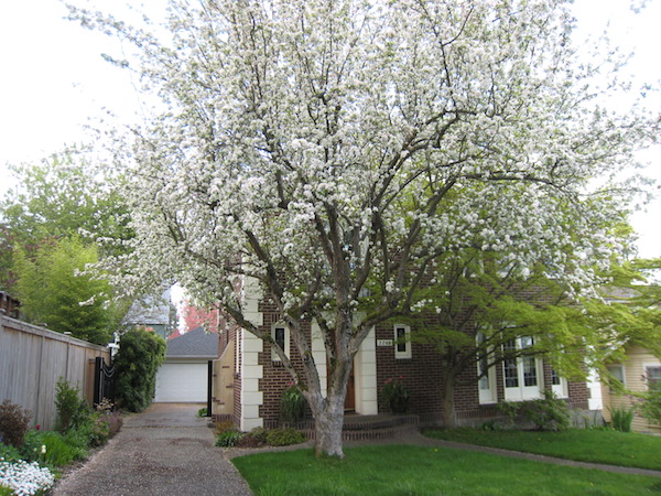 Crabapple tree <i>(Malus</i> 'Flame')