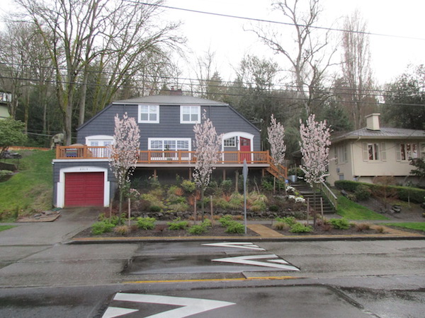 Purpleleaf Plum trees <i>(Prunus</i> Crimson Pointe)