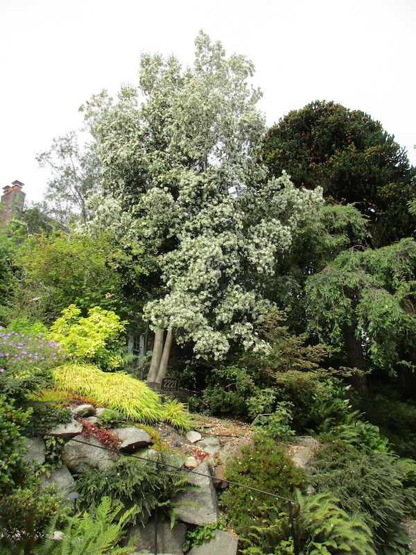 hybrid Eucryphia <i>(Eucryphia</i> x <i>nymansensis)</i>