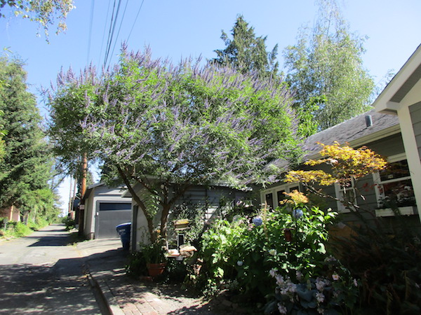 Chaste Tree <i>(Vitex Agnus-Castus)</i>