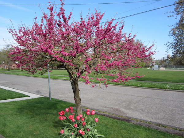 Chinese Redbud <i>(Cercis chinensis)</i>