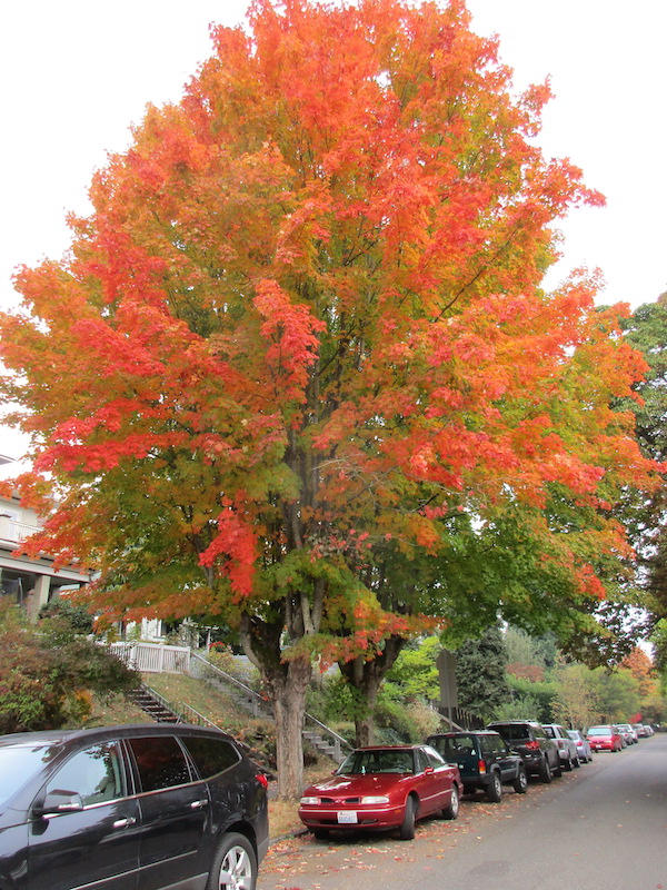 Sugar Maple <i>(Acer saccharum)</i>