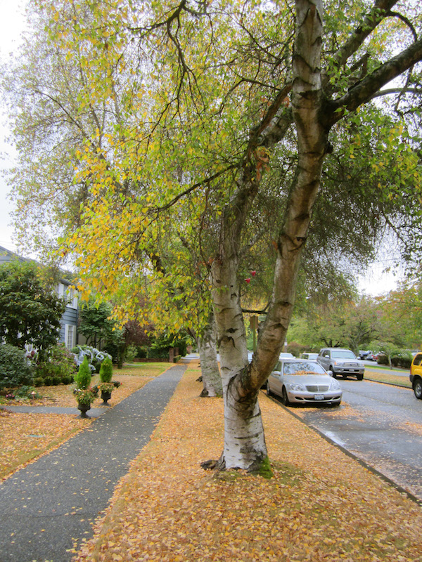 Gray Birch <i>(Betula populifolia)</i>