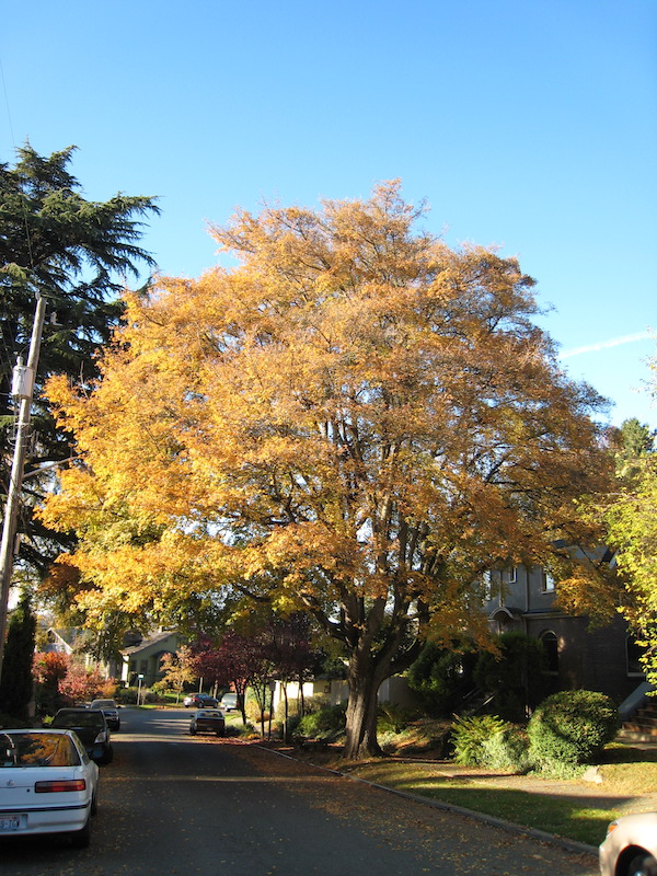 English Maple <i>(Acer campestre)</i>