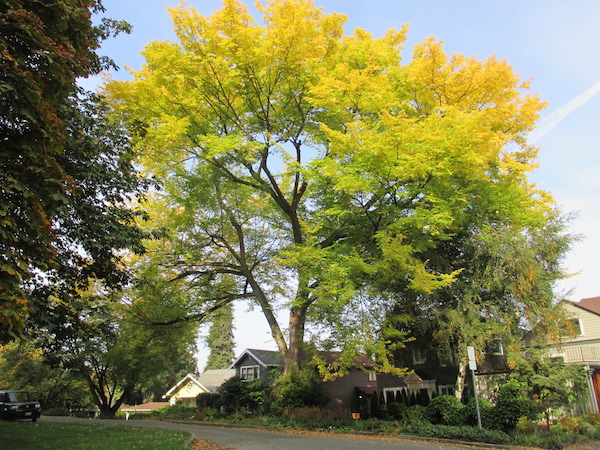 American White Elm <i>(Ulmus americana)</i>