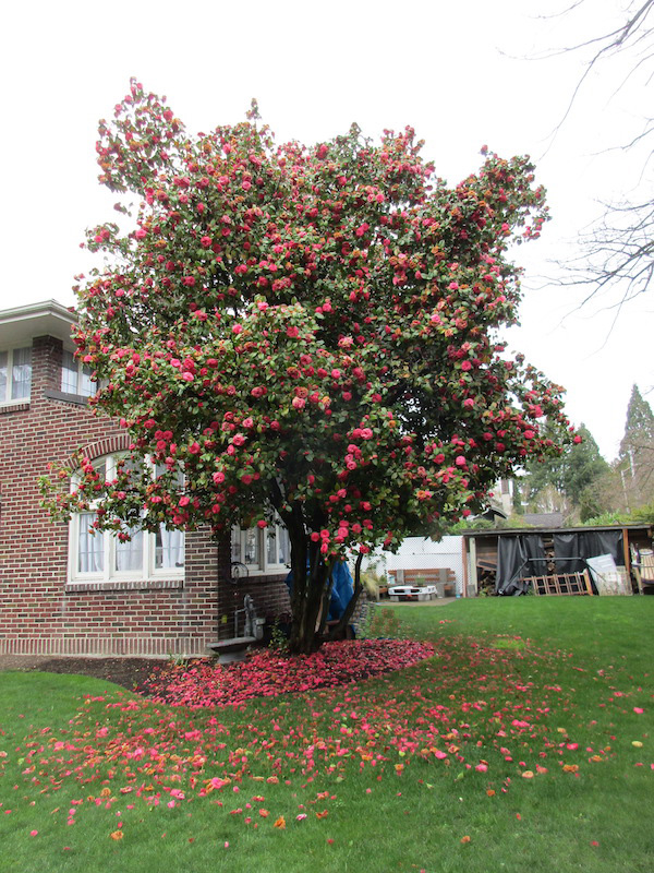 A big old <i>(Camellia japonica)</i> that is called 'Cheerful'