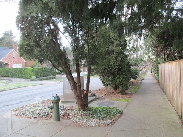 Street-tree Arborvitae <i>(Thuja occidentalis)</i>