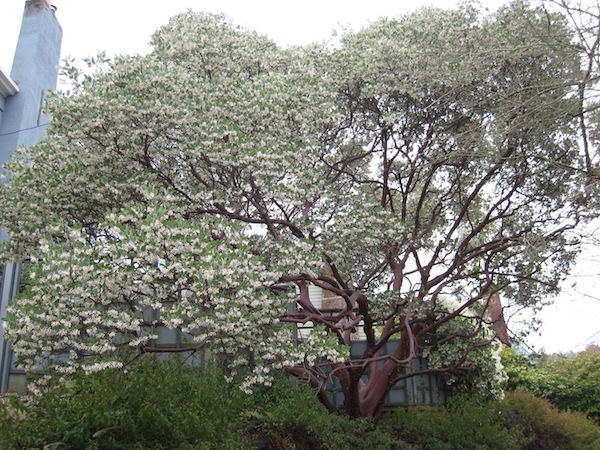 Giant Manzanita <i>(Arctostaphylos Manzanita)</i>