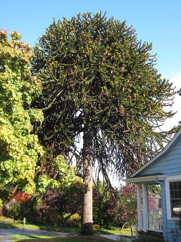 Monkey Puzzle Tree <i>(Araucaria Araucana)</i>