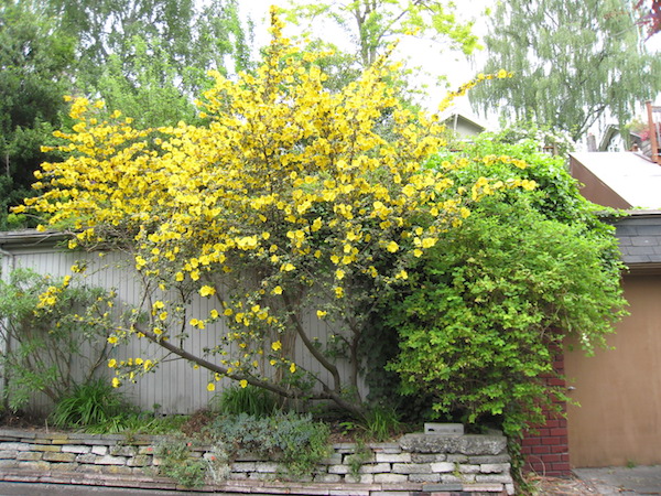 Flannel tree <i>(Fremontodendron</i> 'California Glory')