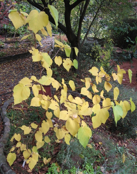 Fall color on my young Black Mulberry specimen. October 31th, 2008