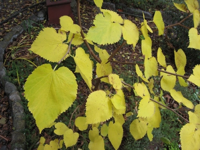 Fall color close-up