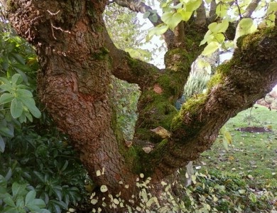 A Seattle back-yard Black Mulberry dating from the early 1950s. November 30th, 2008