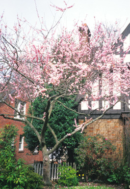 Prunus Mume 'Dawn'