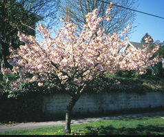 <i>Prunus</i> x </i>Sieboldii</i>