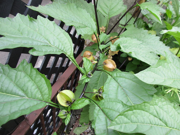 <i>Nicandra physalodes</i>