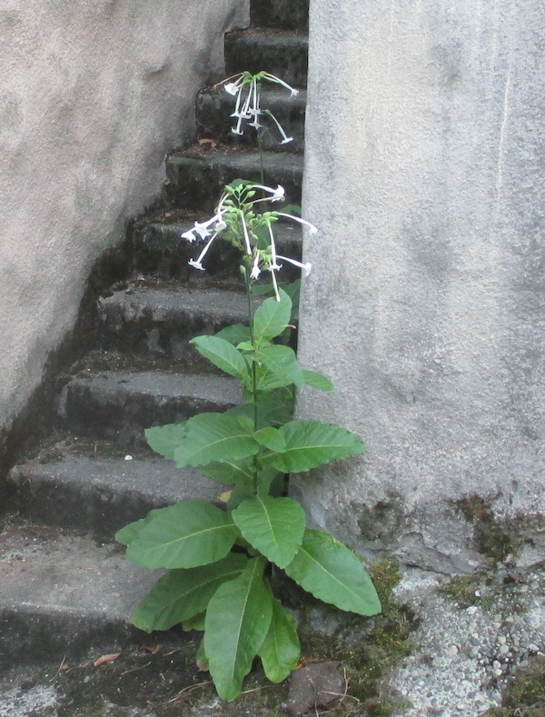 Nicotiana sylvestris