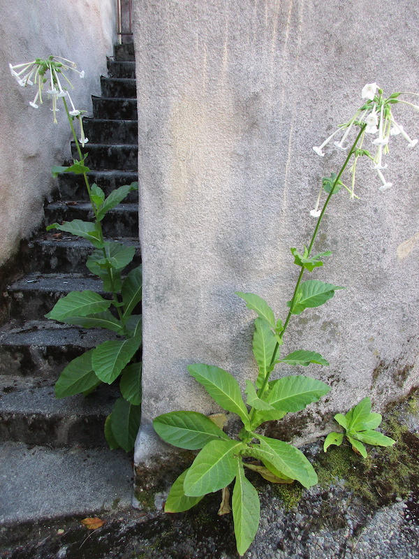 Nicotiana sylvestris