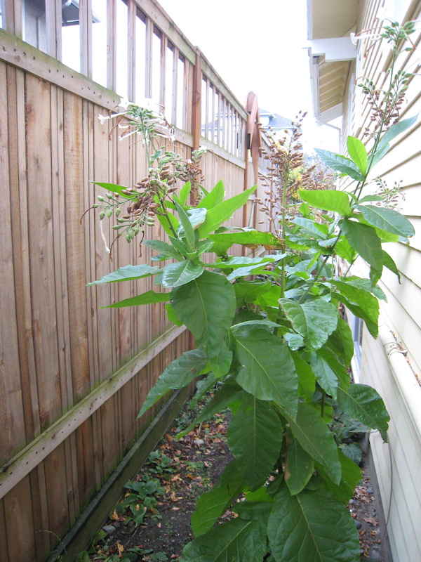 Nicotiana sylvestris