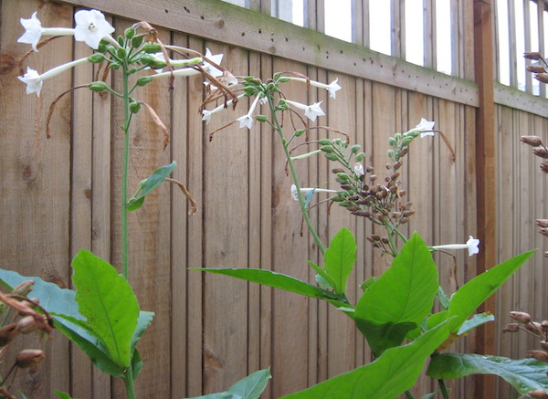 Nicotiana sylvestris