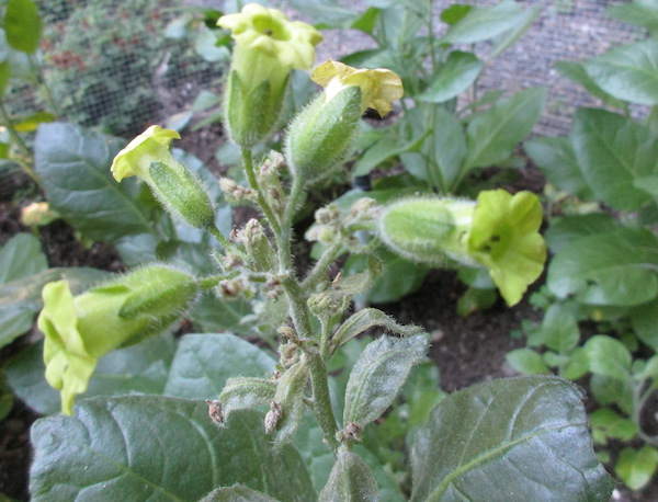 Nicotiana Tabacum