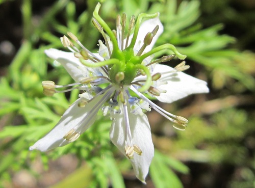 Nigella sativa flower