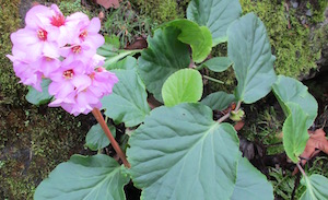 <i>Bergenia</i>