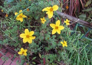 <i>Bidens ferulifolia</i>