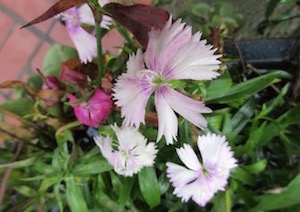 <i>Dianthus</i>