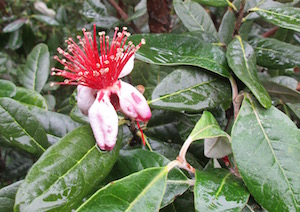 <i>Acca</i> or <i>Feijoa</i> Pineapple Guava