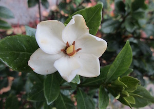 <i>Gardenia</i>