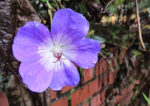 <i>Geranium</i> Rozanne