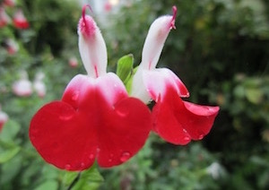 <i>Salvia</i> Hot Lips