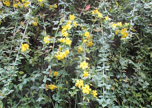 <i>Jasminum nudiflorum</i>